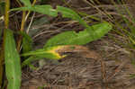 Roughleaf blazing star <BR>Tall blazing star